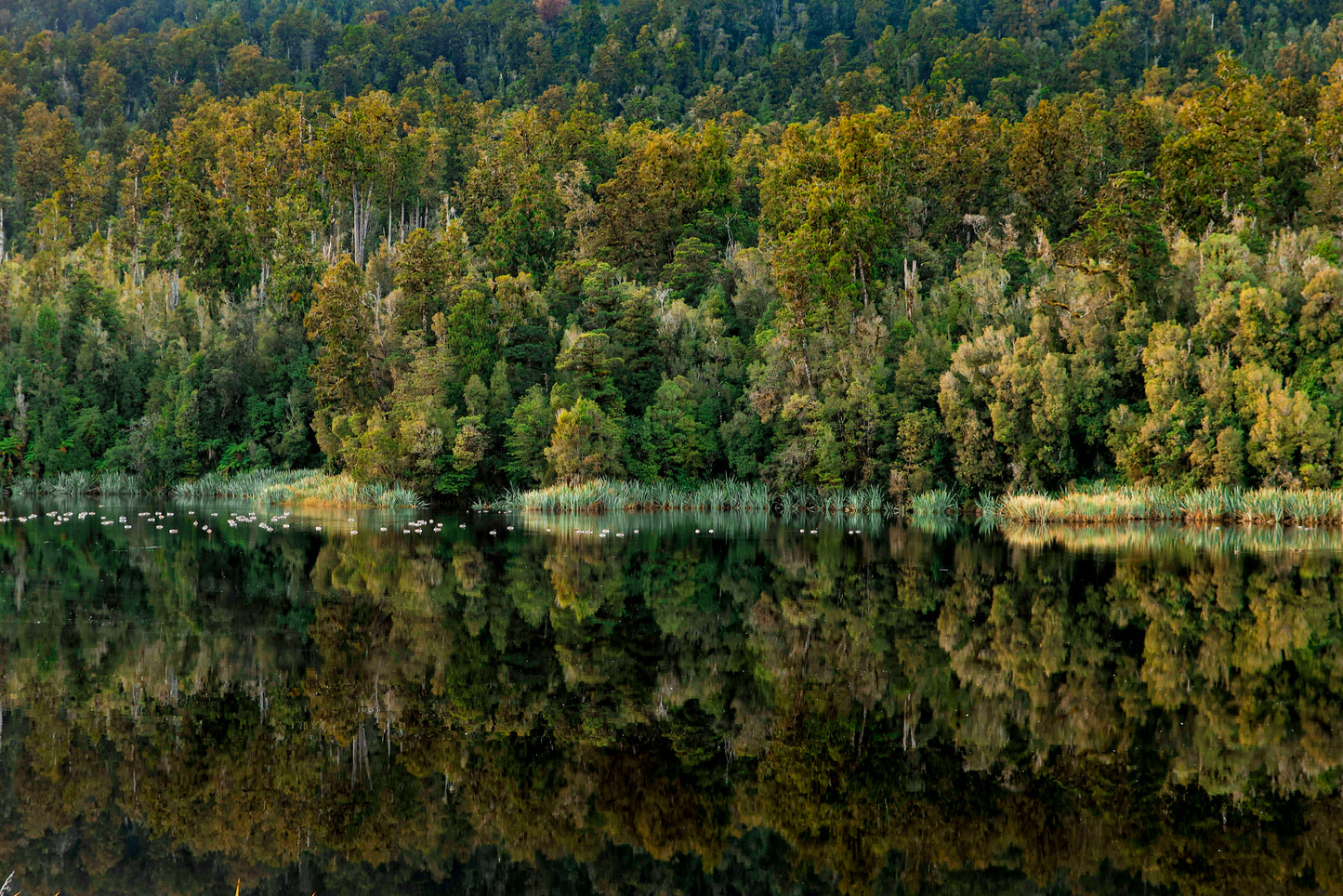 Lake Matheson Reflections