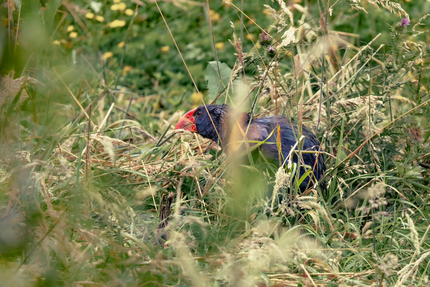 Takahe