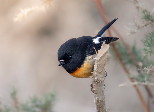 South Island Tomtit | Miromiro