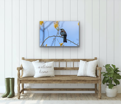 Tui