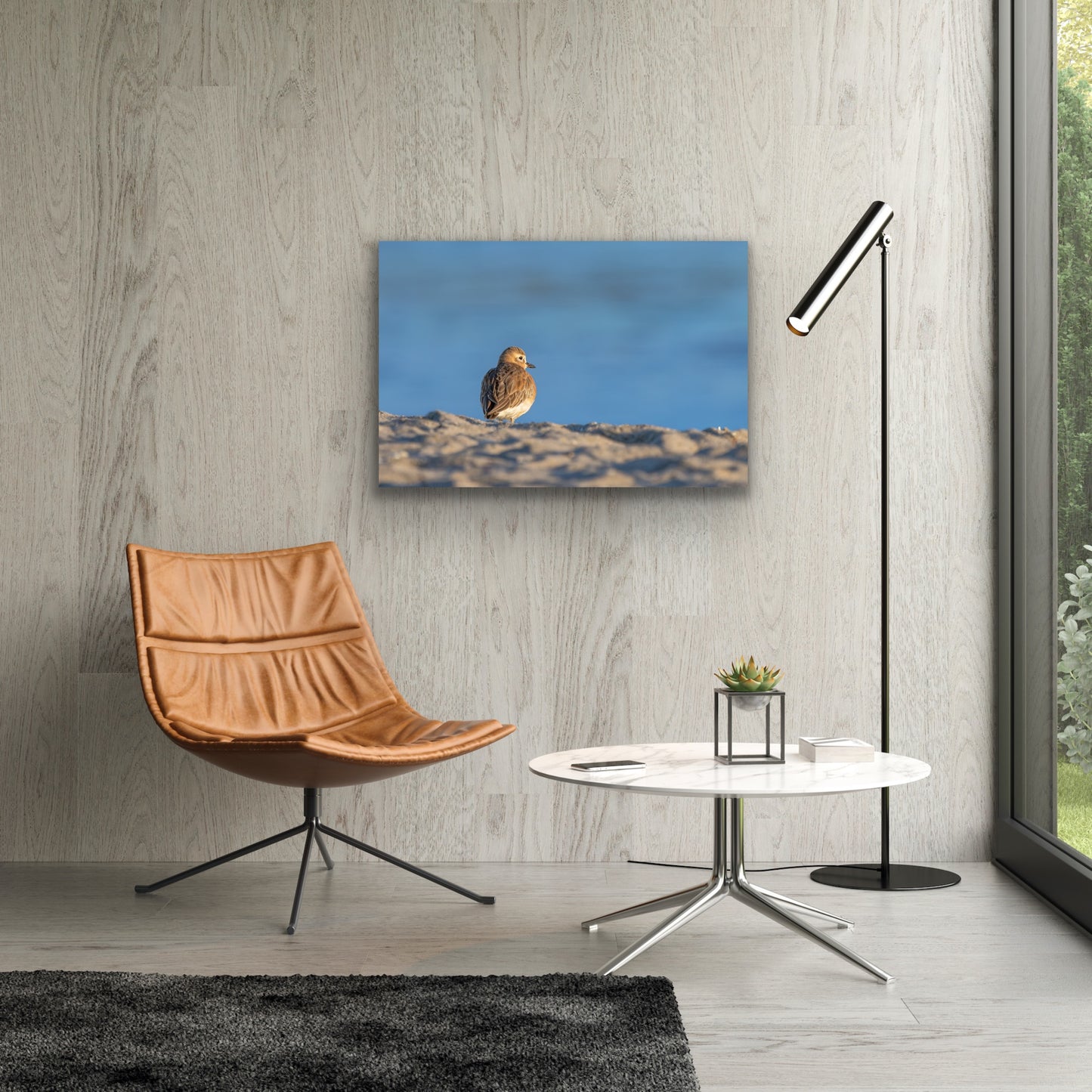 Dotterel