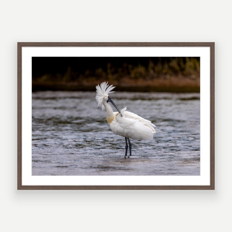 Royal Spoonbill