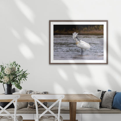Royal Spoonbill