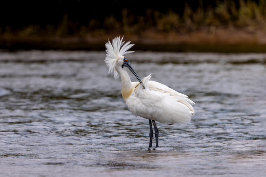 Royal Spoonbill