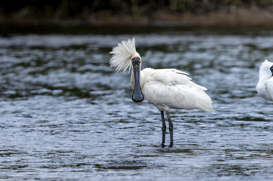 Royal Spoonbill Feeding