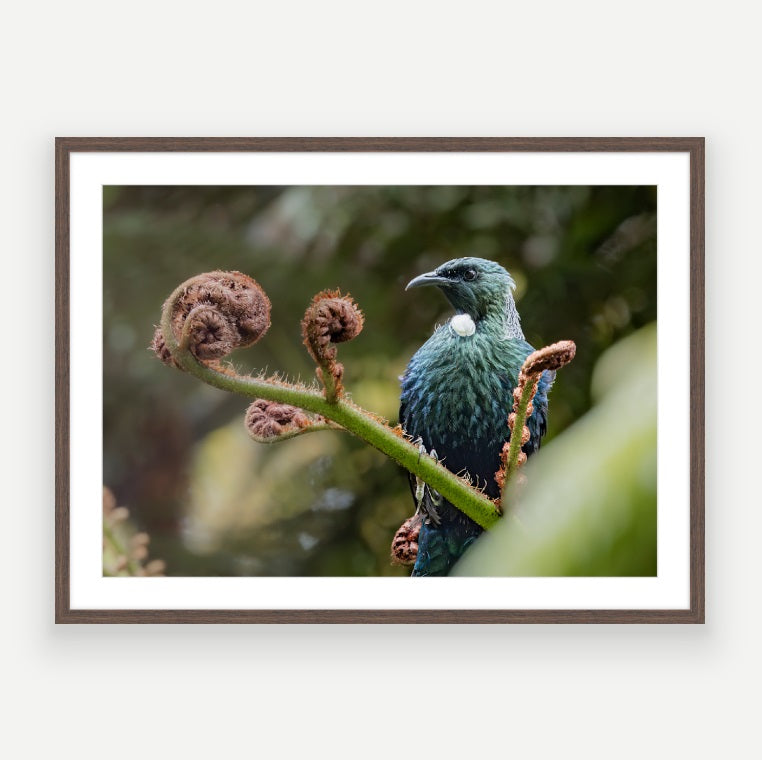 Tui watching on