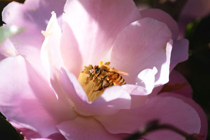 Within the Bloom