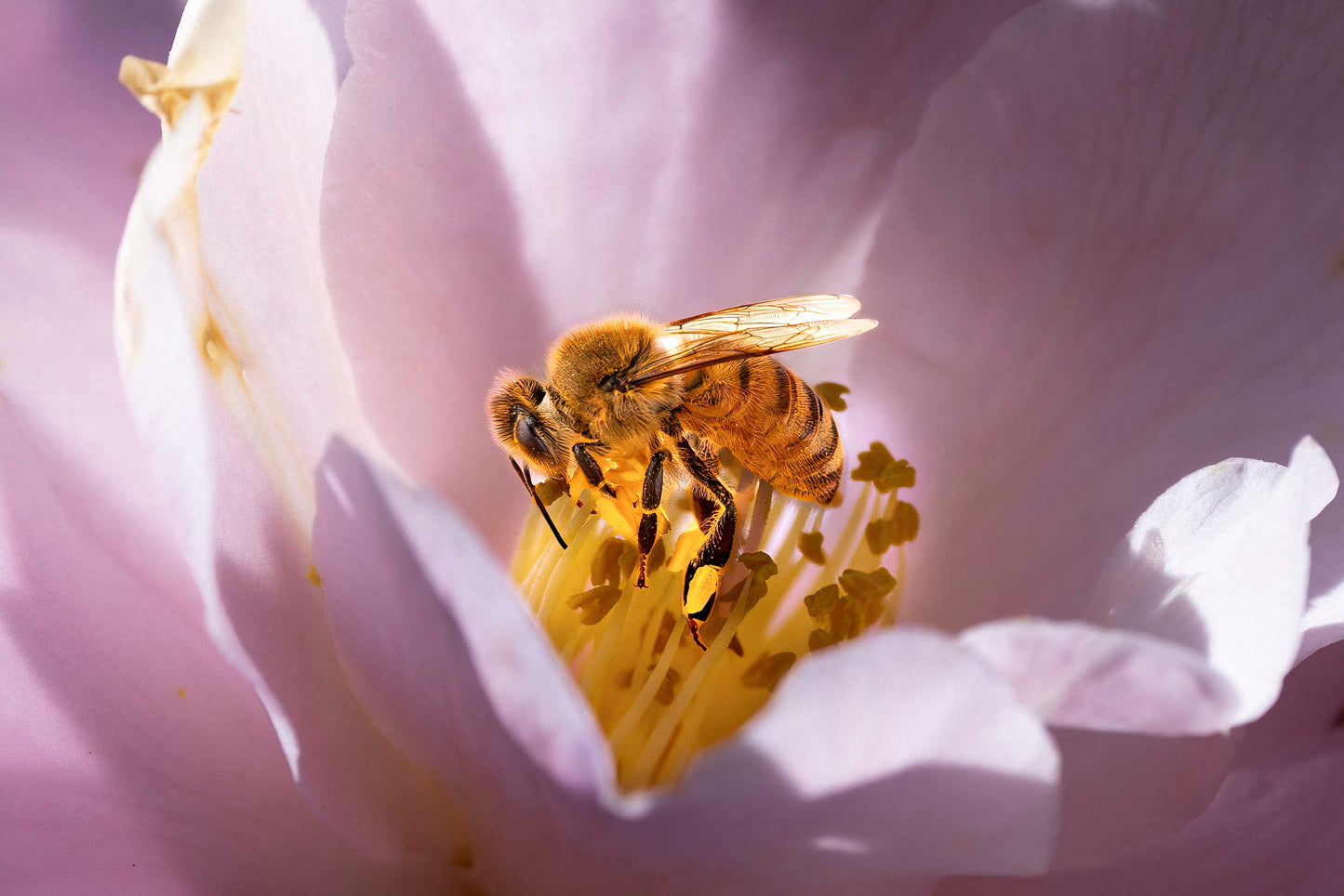 Golden Sanctuary