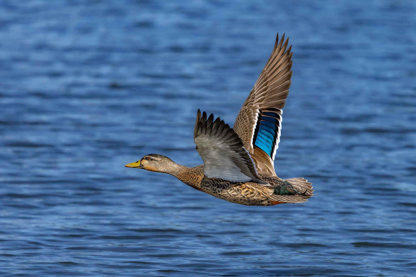 Wings Over Water