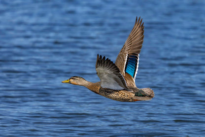 Wings Over Water