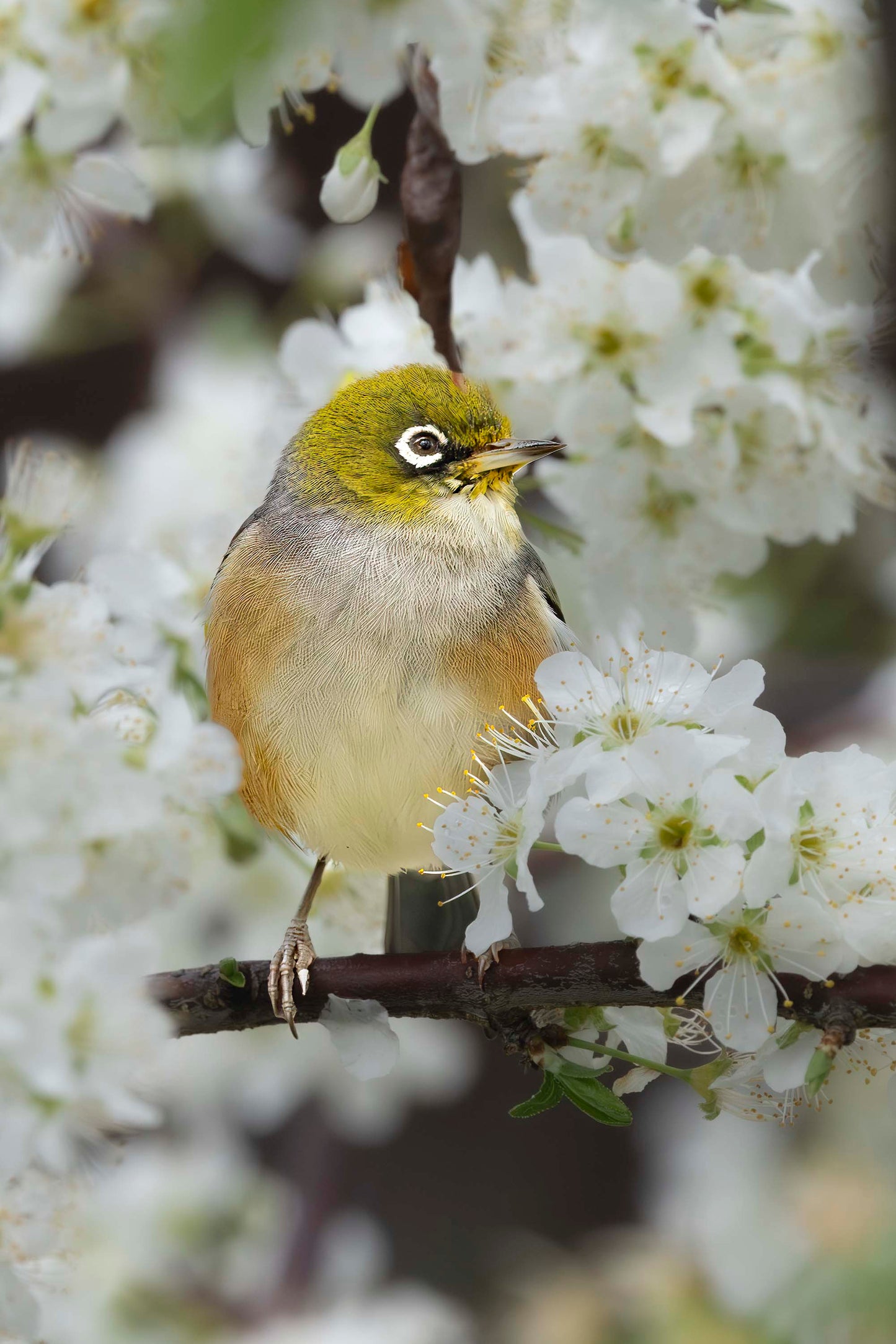 Among the Blossoms