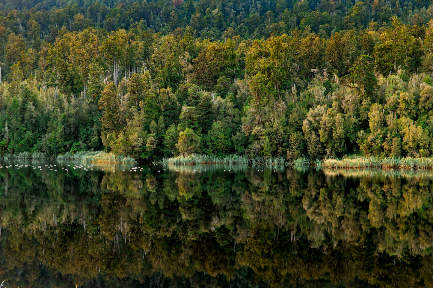 The Living Mirror