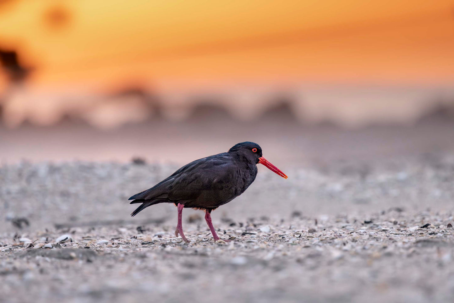 Dawn Patrol