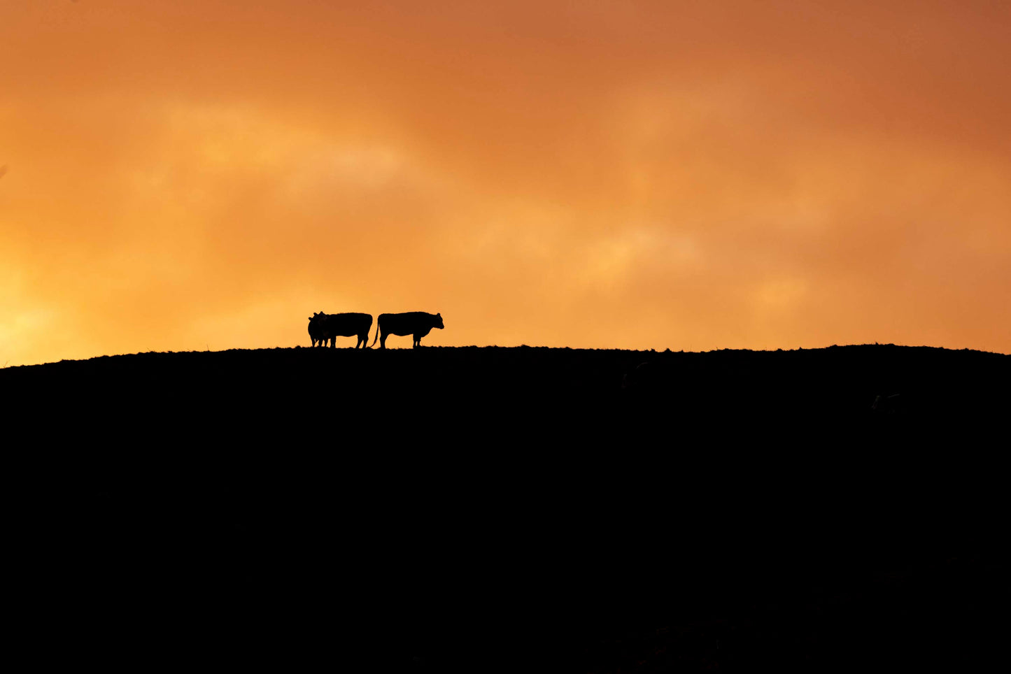 Dawn Gathering