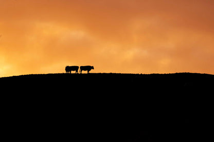 Dawn Gathering