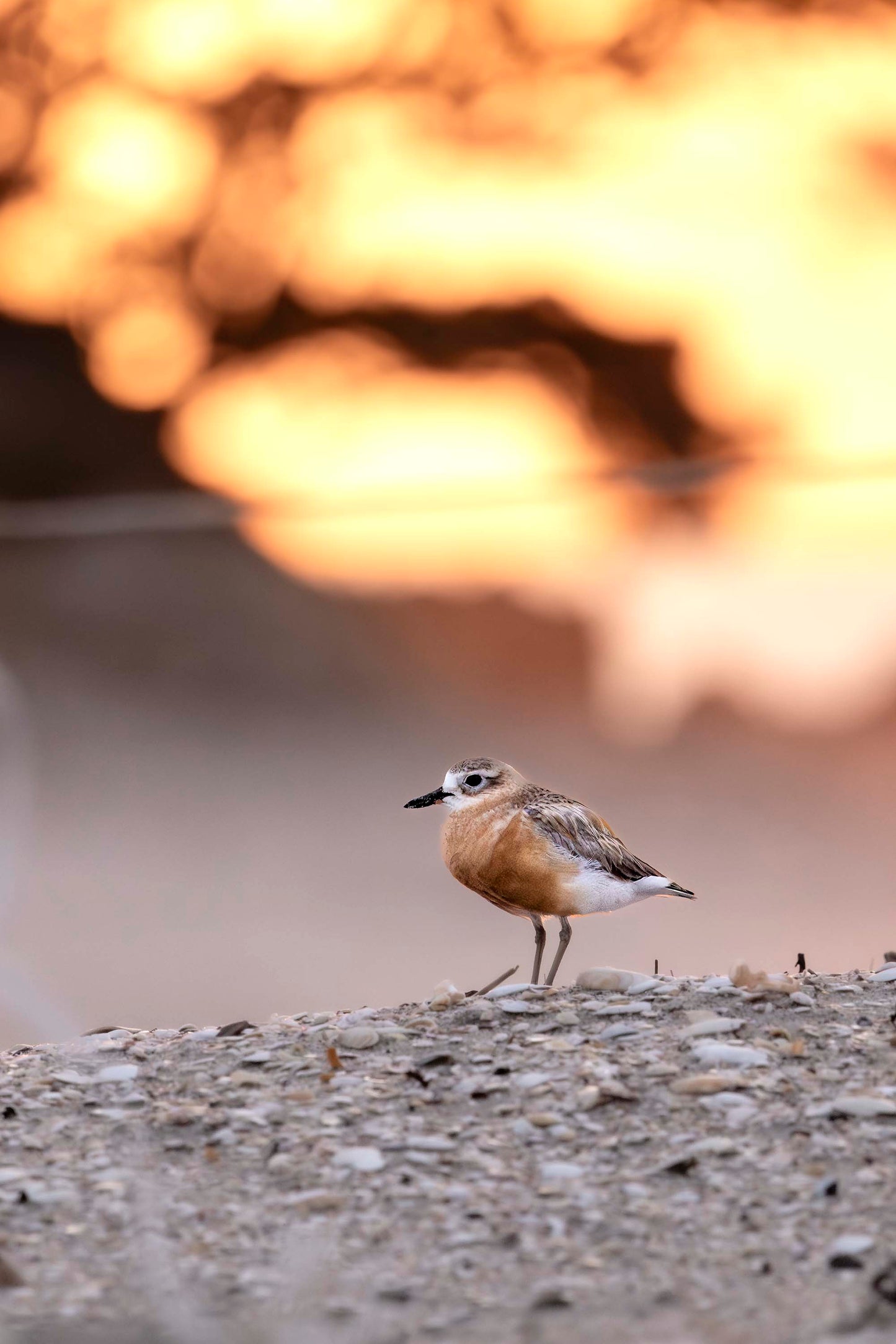 Beachcomber