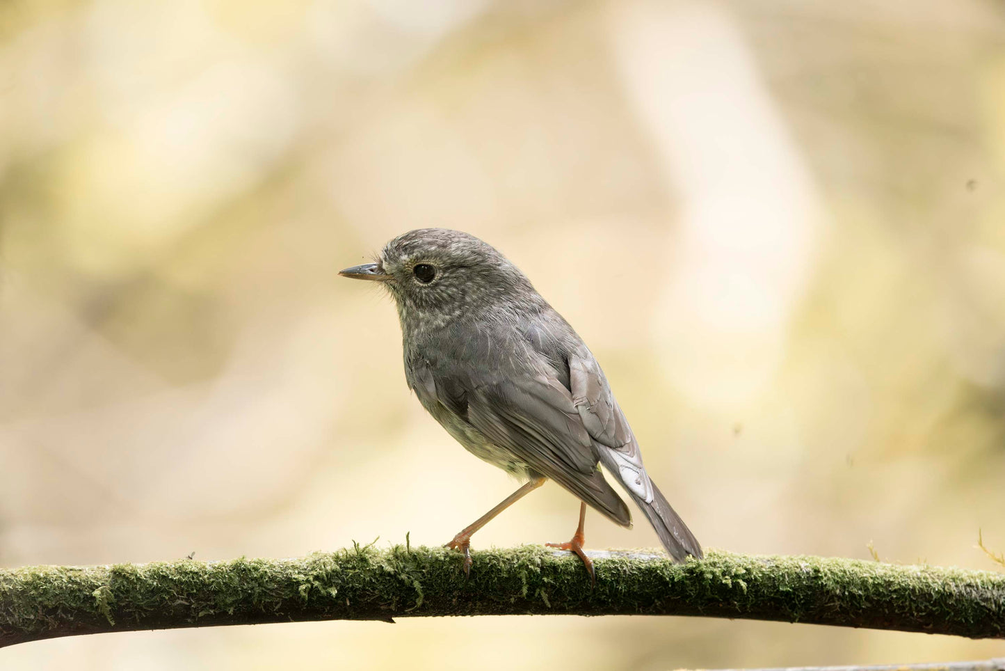 Silent Perch