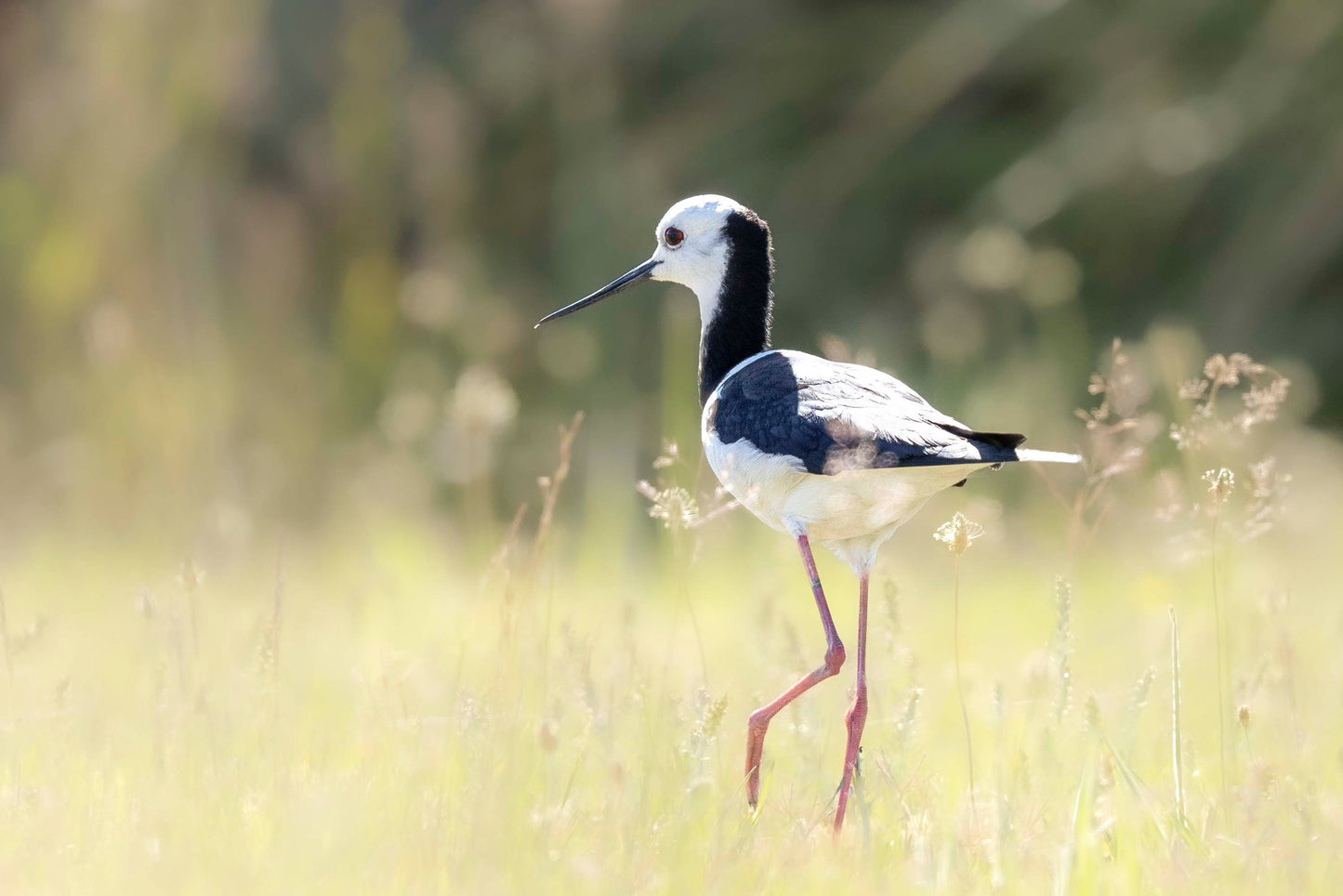 Wetland Elegance