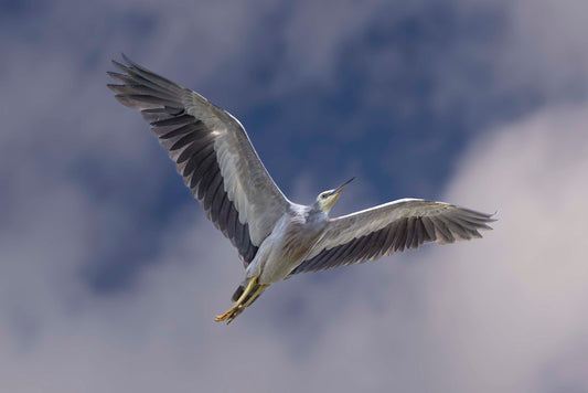 The Art of Flight
