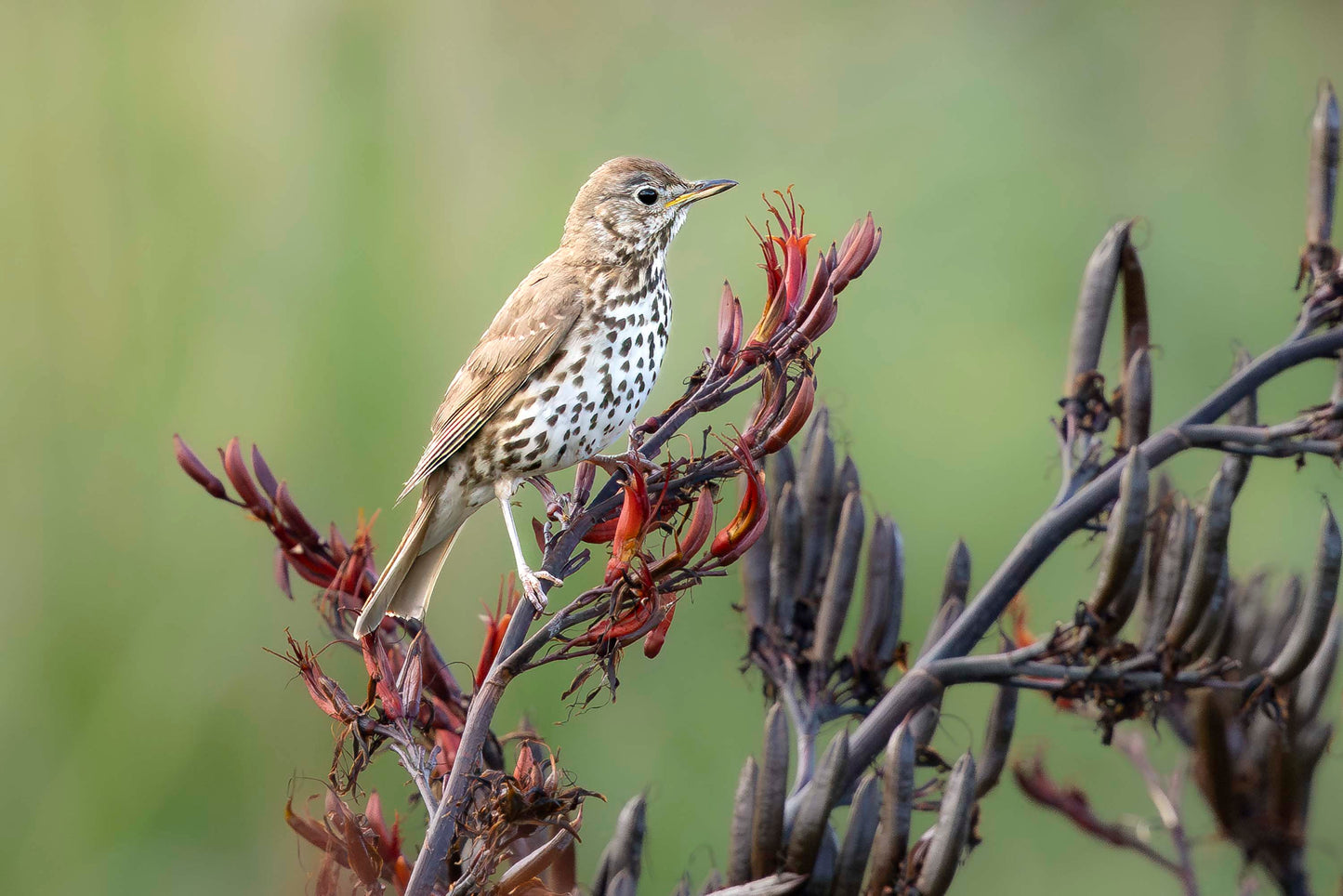Morning Chorus