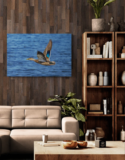 Wings Over Water
